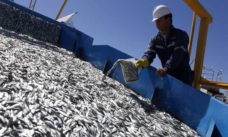 Federación de pescadores pide aumento en la cuota de sardina y anchoveta