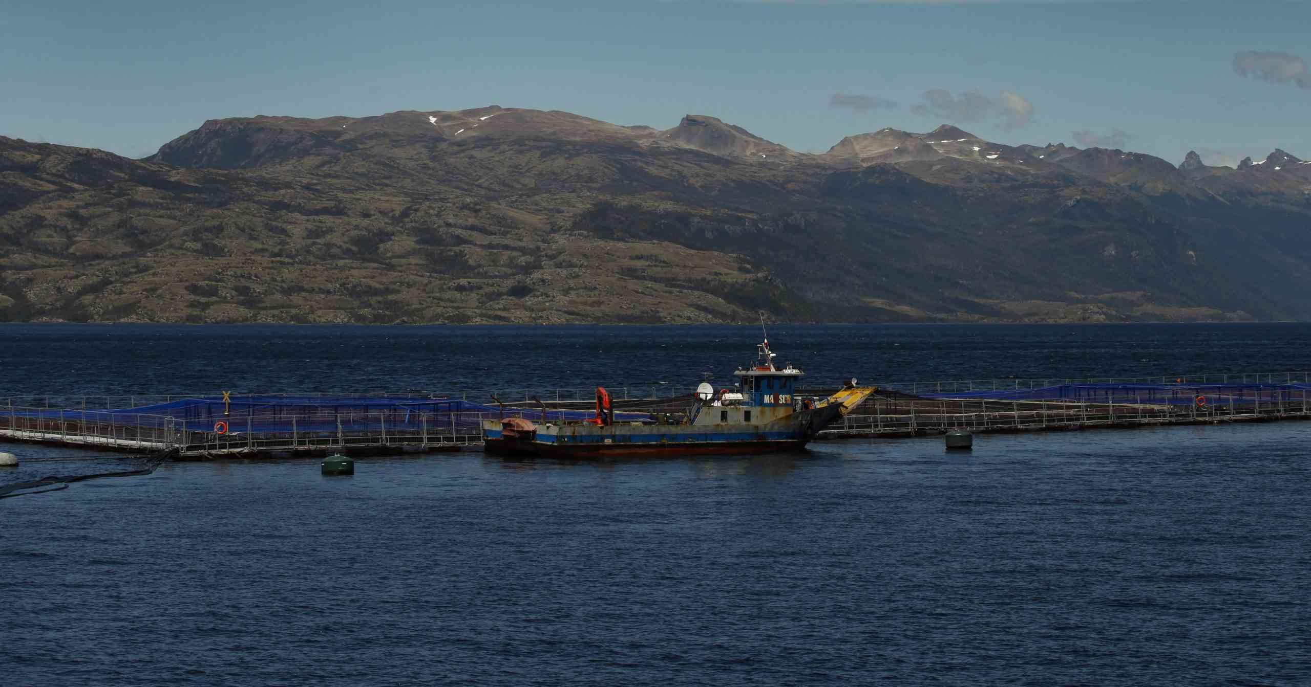 Fundación Terram manifiesta preocupación ante mortalidad masiva de salmónidos