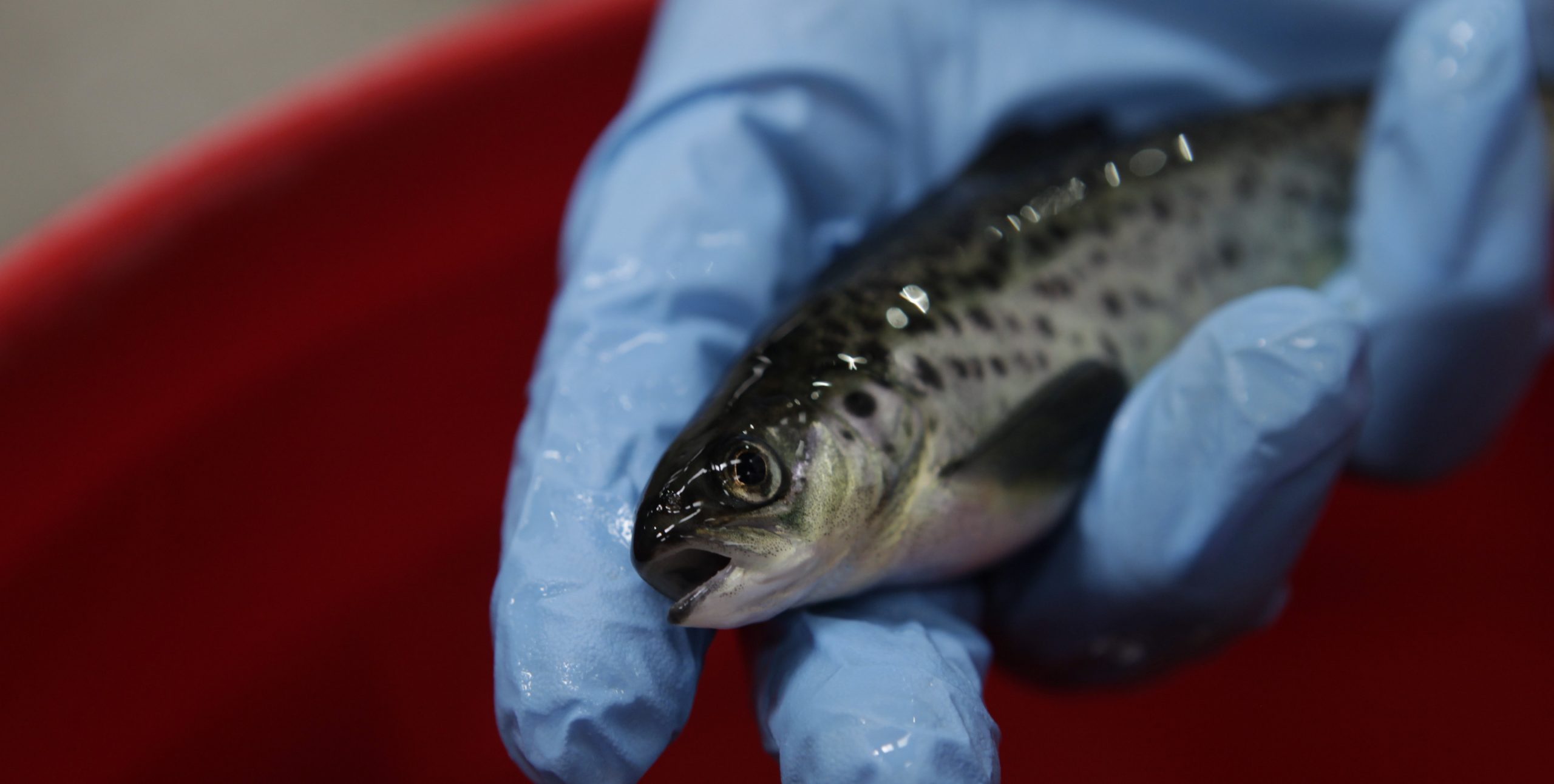 Salmonicultura: Los cambios regulatorios que han hecho posible la reducción en el uso de antimicrobianos