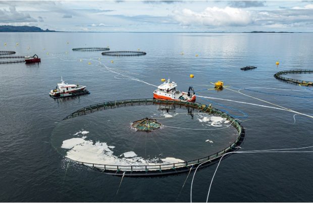 Noruega: Vuelven a sembrar salmones en el proyecto Atlantis (foto AKVA)