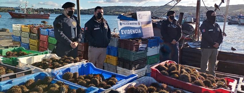 En Chiloé: Detectan más de 9 toneladas de erizos ilegales