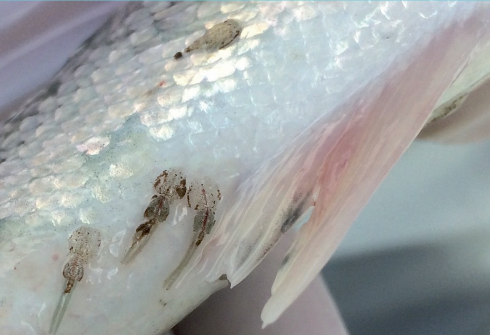 INCAR: Diseñan proteína que podría mejorar la inmunidad del salmón