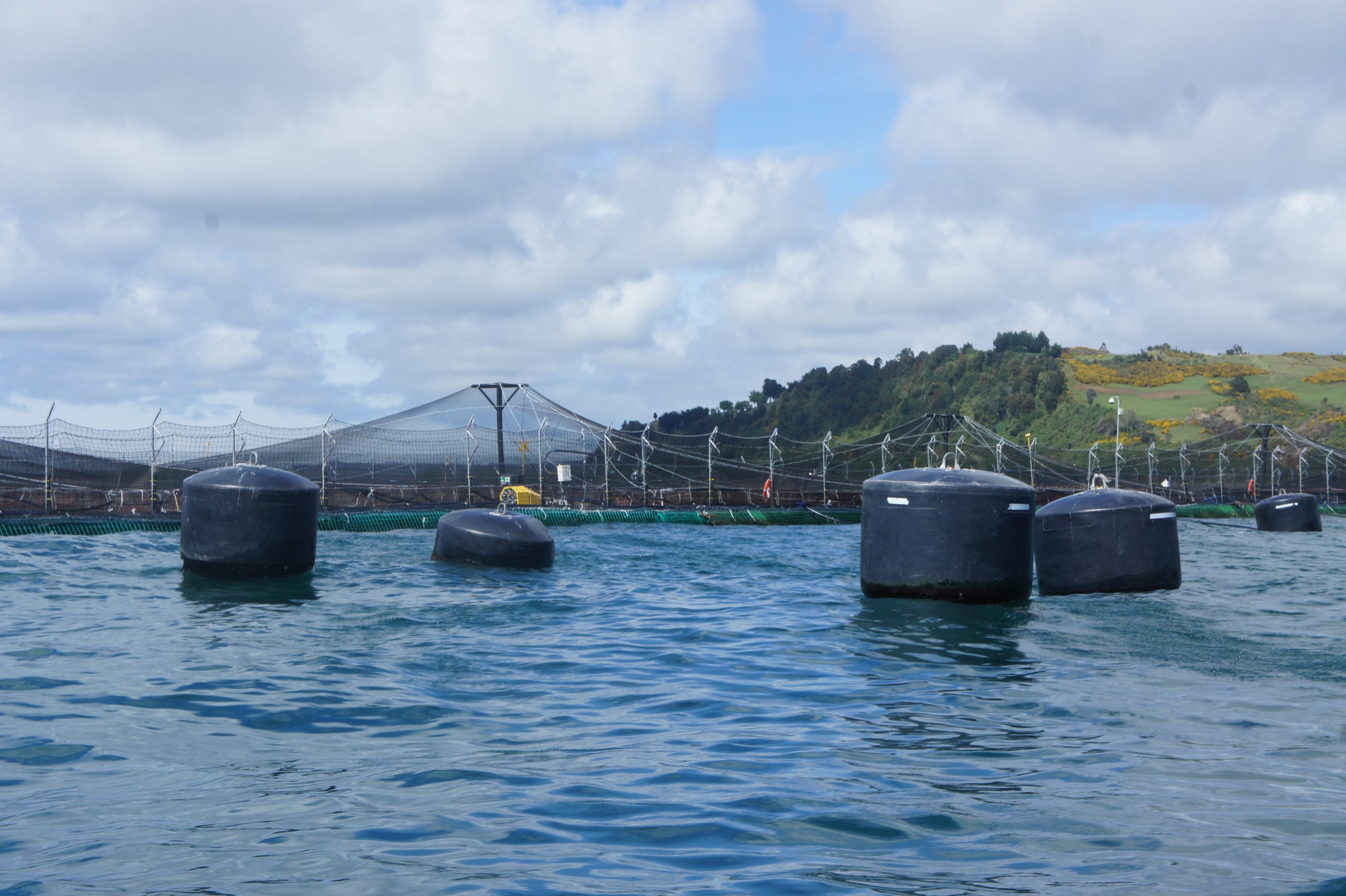 Balance 2020: Aquabench entrega resultados productivos de la industria del salmón