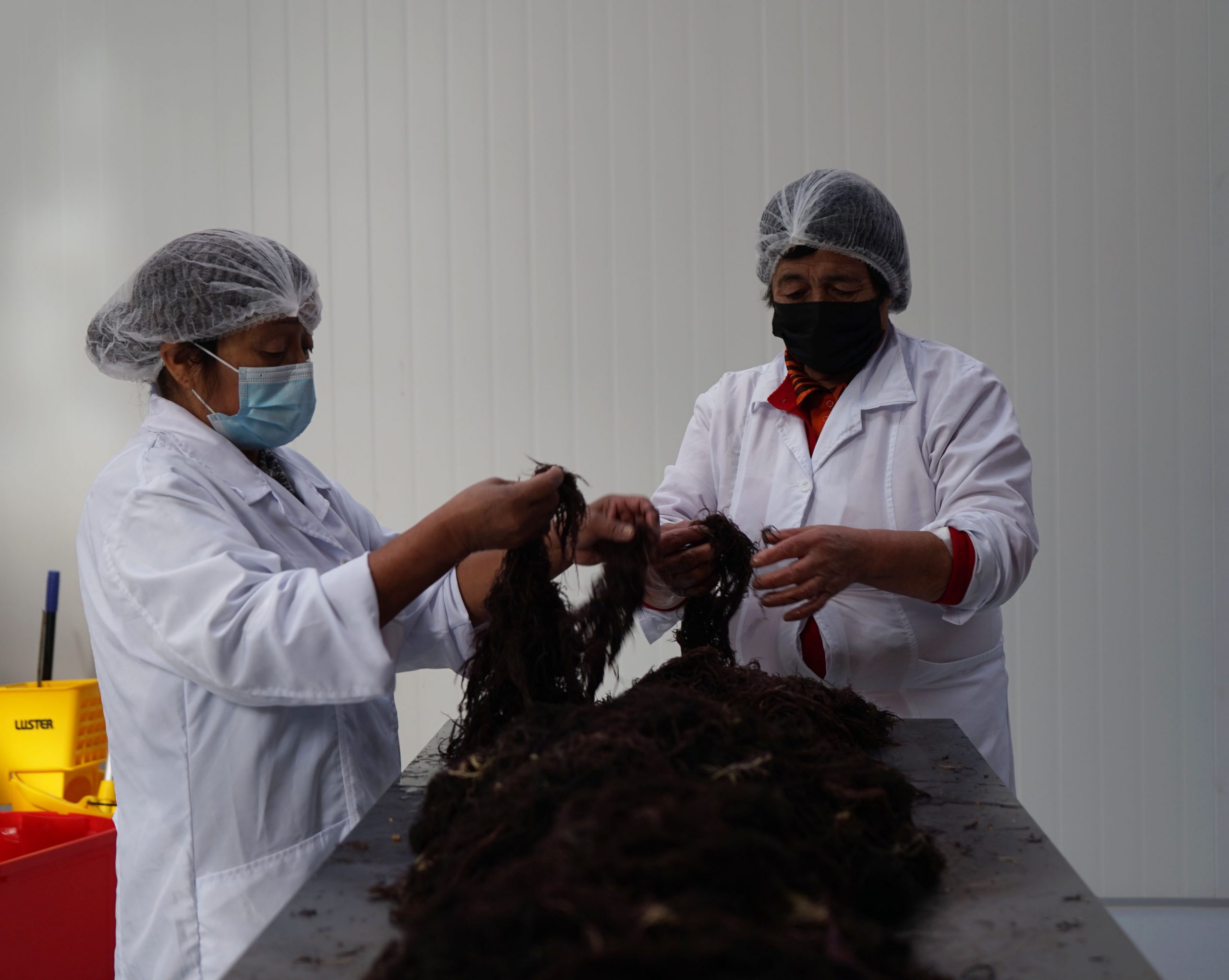 Caramelos y postres naturales: Algueras chilotas innovan en la elaboración de alimentos saludables a base de agar-agar