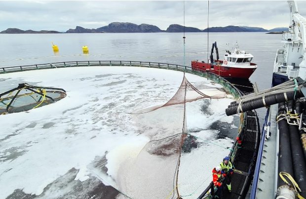 Noruega: Vuelven a sembrar salmones en el proyecto Atlantis (foto AKVA)