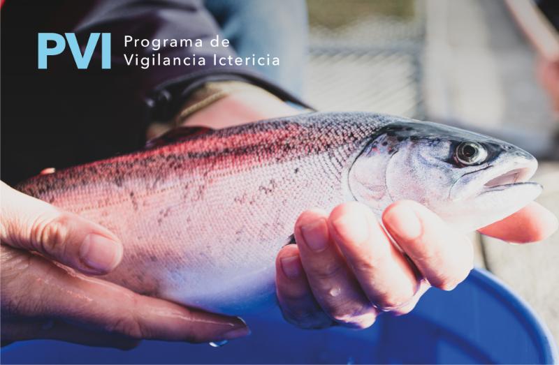 BioMar apoya producción de salmón coho con Programa de Vigilancia de Ictericia