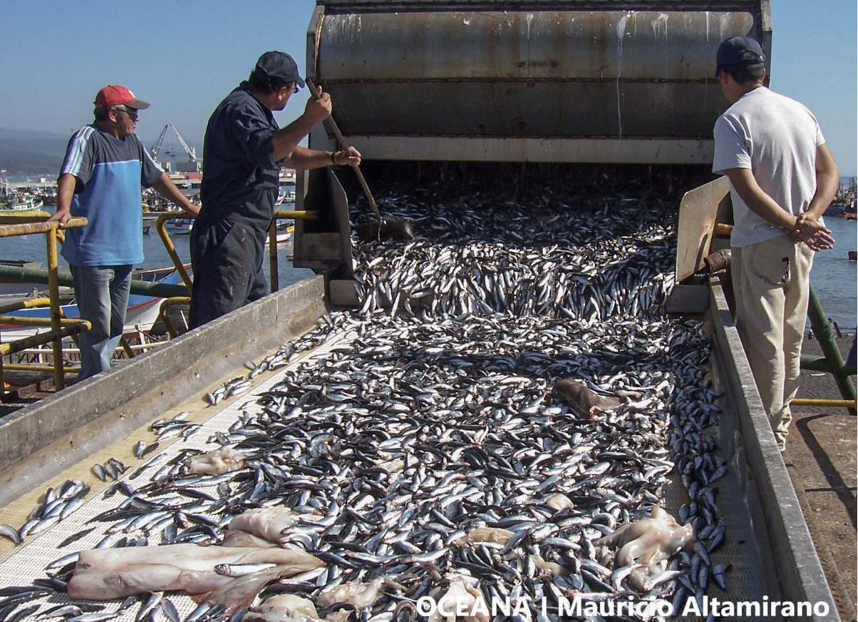Oceana: Publican estudio que analiza riesgos de actividad ilegal en la sardina y anchoveta