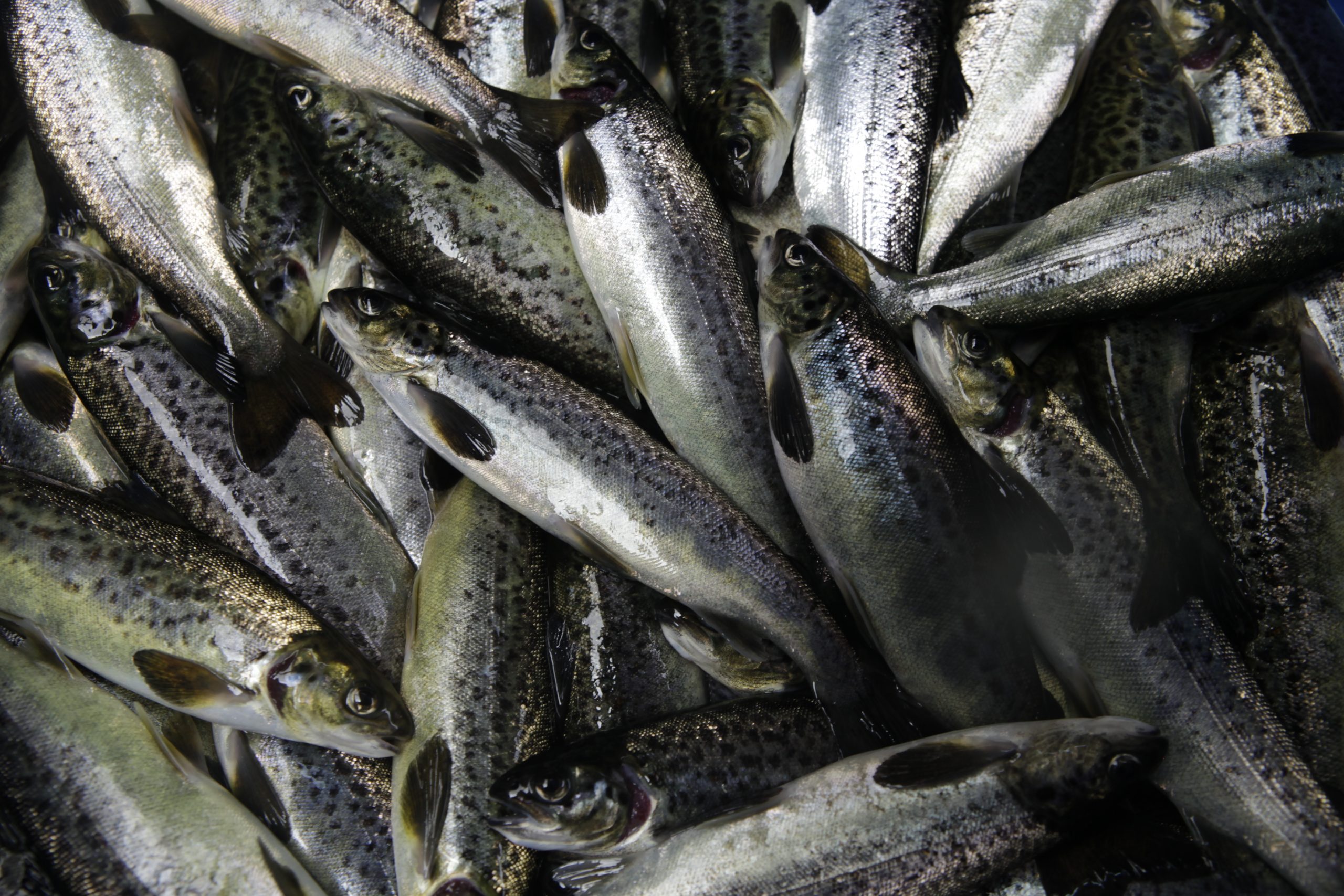 Primer trimestre: Sepa cuánto disminuyeron las cosechas chilenas de salmónidos