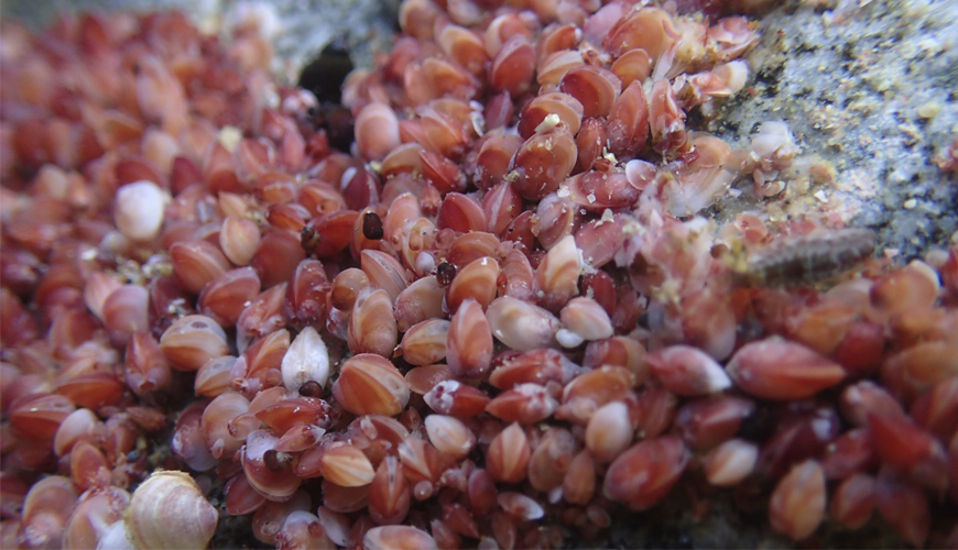 Estudio reveló, al menos, dos especies desconocidas de diminutos bivalvos en el océano Austral