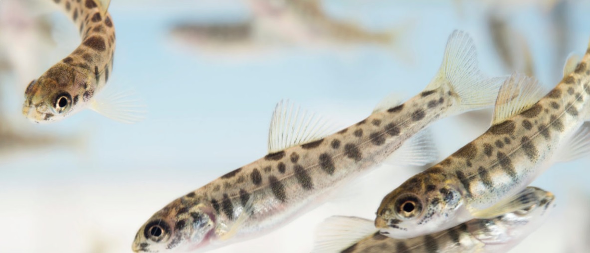 AquaGen: “Nuestro salmón muestra una alta sobrevivencia frente a nueva variante de IPN”