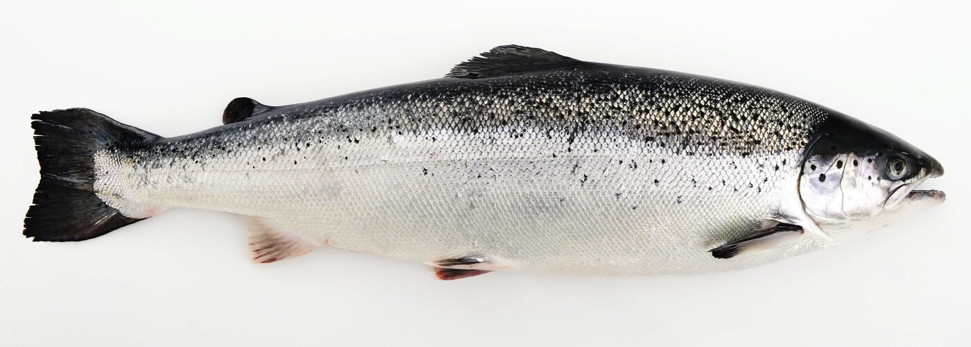 Gremio noruego responde a cuestionamientos por alimento para peces