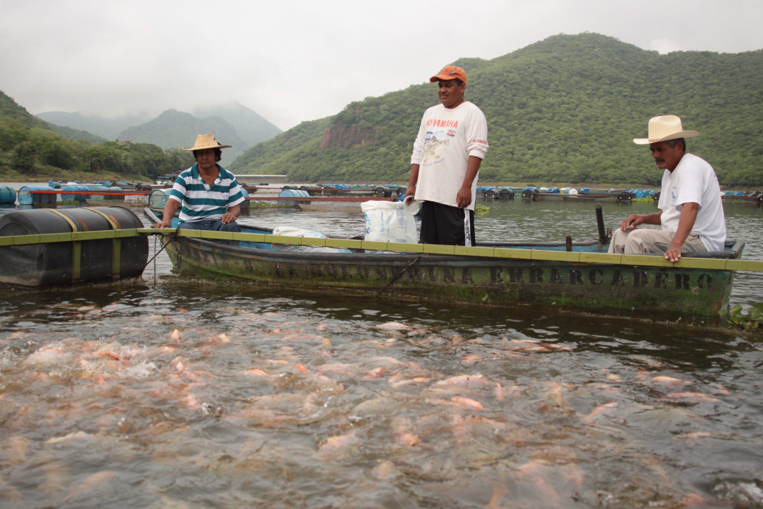 Convocan a proveedores acuícolas a softlanding y rueda de negocios con foco en México