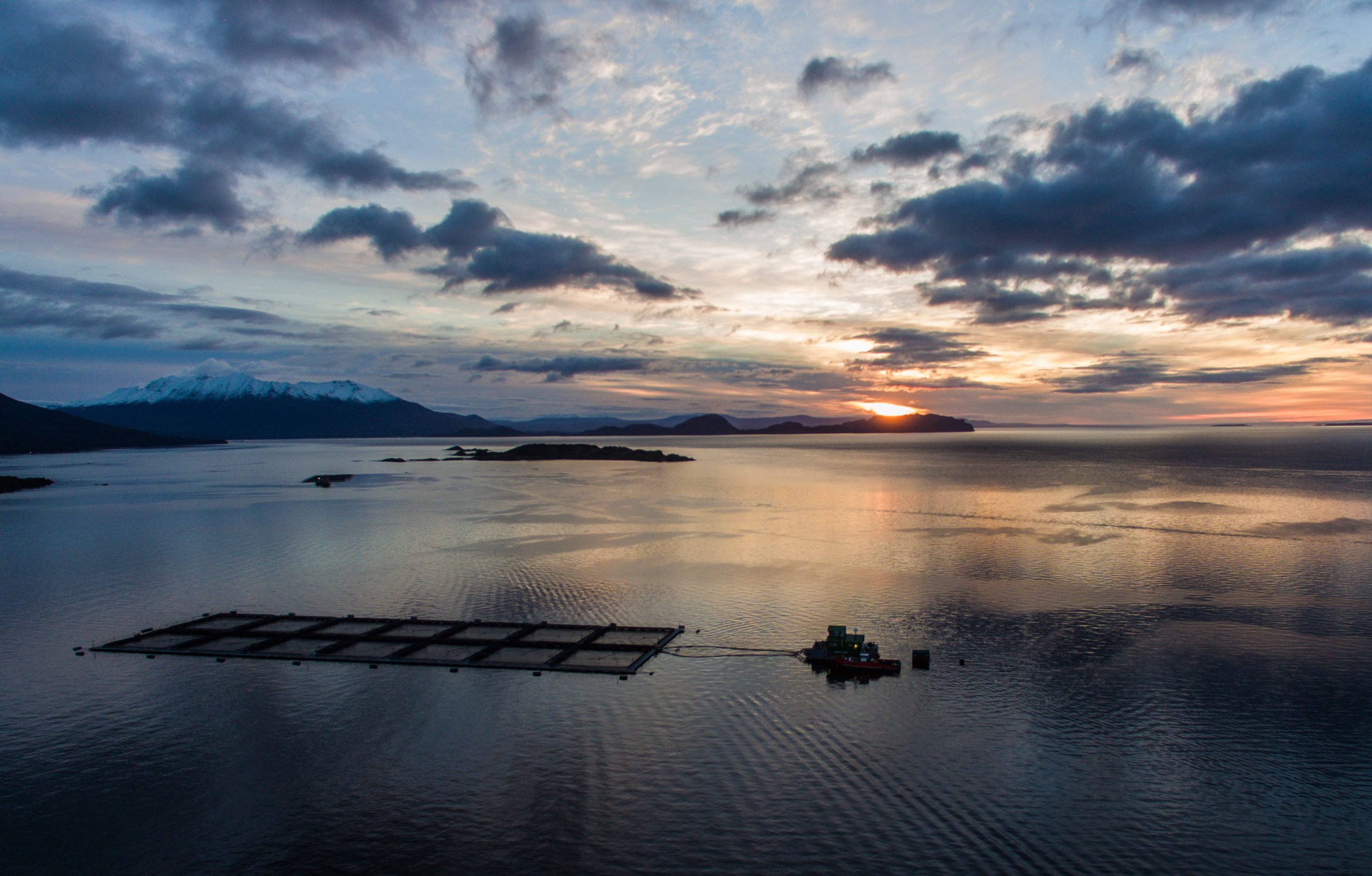 Salmón de Magallanes es clasificado como “buena alternativa” por el programa Seafood Watch