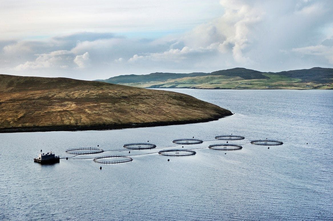 CEO de Grieg Seafood: «Confío en que el negocio de Shetland estará en buenas manos»