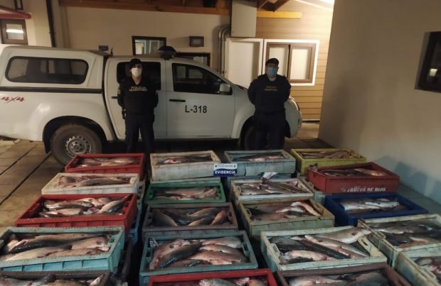 La Armada entregó detalles del decomiso de más de 2.600 toneladas de salmones en Quellón (foto Armada de Chile)