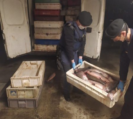 La Armada entregó detalles del decomiso de más de 2.600 toneladas de salmones en Quellón (foto Armada de Chile)