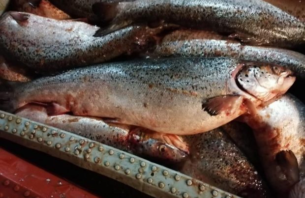 Armada entregó detalles del decomiso de más de 2.600 kilos de salmones en Quellón (foto Armada de Chile)