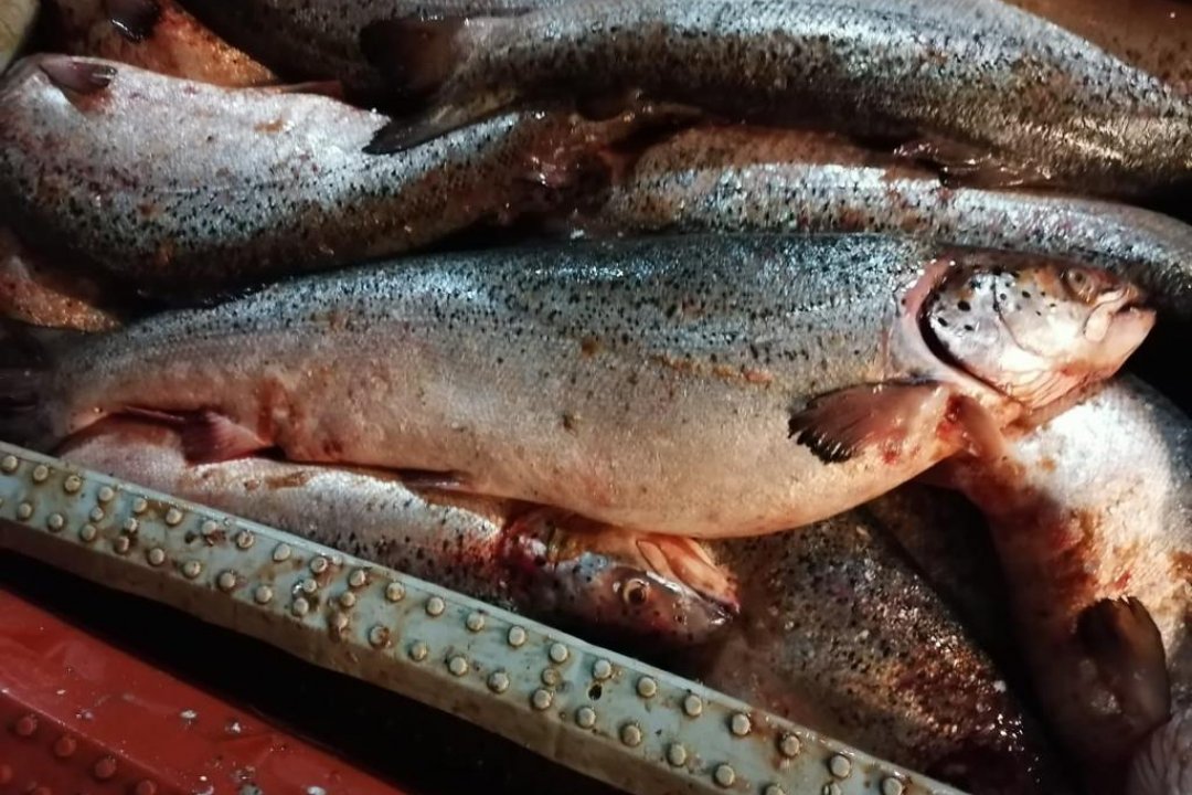 Armada entregó detalles del decomiso de más de 2.600 kilos de salmones en Quellón