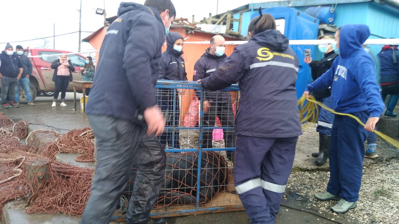 Ancud: Lograron rescatar a lobo marino herido