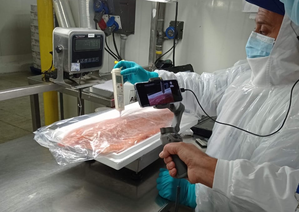 Vía remota: Autoridad rusa inspeccionó planta de proceso de salmones