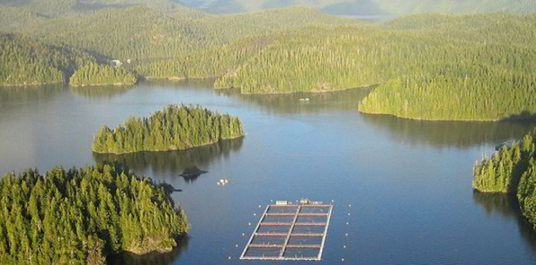 Canadá: Salmonicultores de BC lanzaron nuevo Informe de Innovación y Tecnología