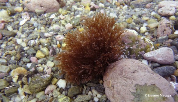 Estudio revela tres nuevas especies de desconocida alga roja en el sur de Chile