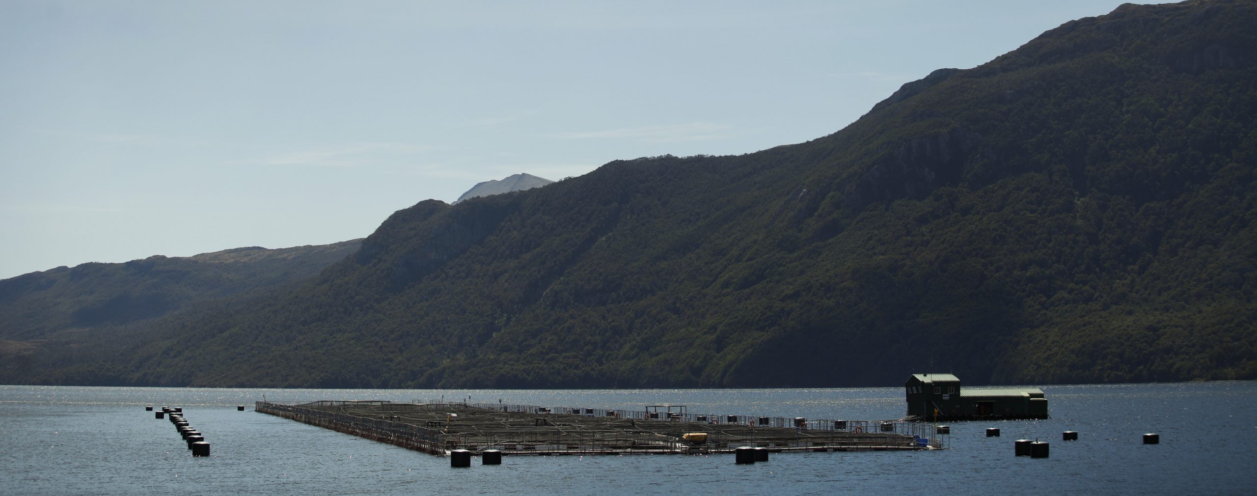 A mayo de 2021: Revise cuánto disminuyeron las cosechas chilenas de salmónidos