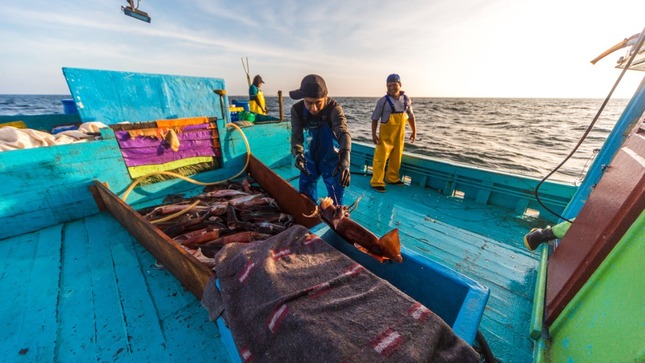 Embarcaciones artesanales en Perú podrán pescar jibia más allá del Mar de Grau