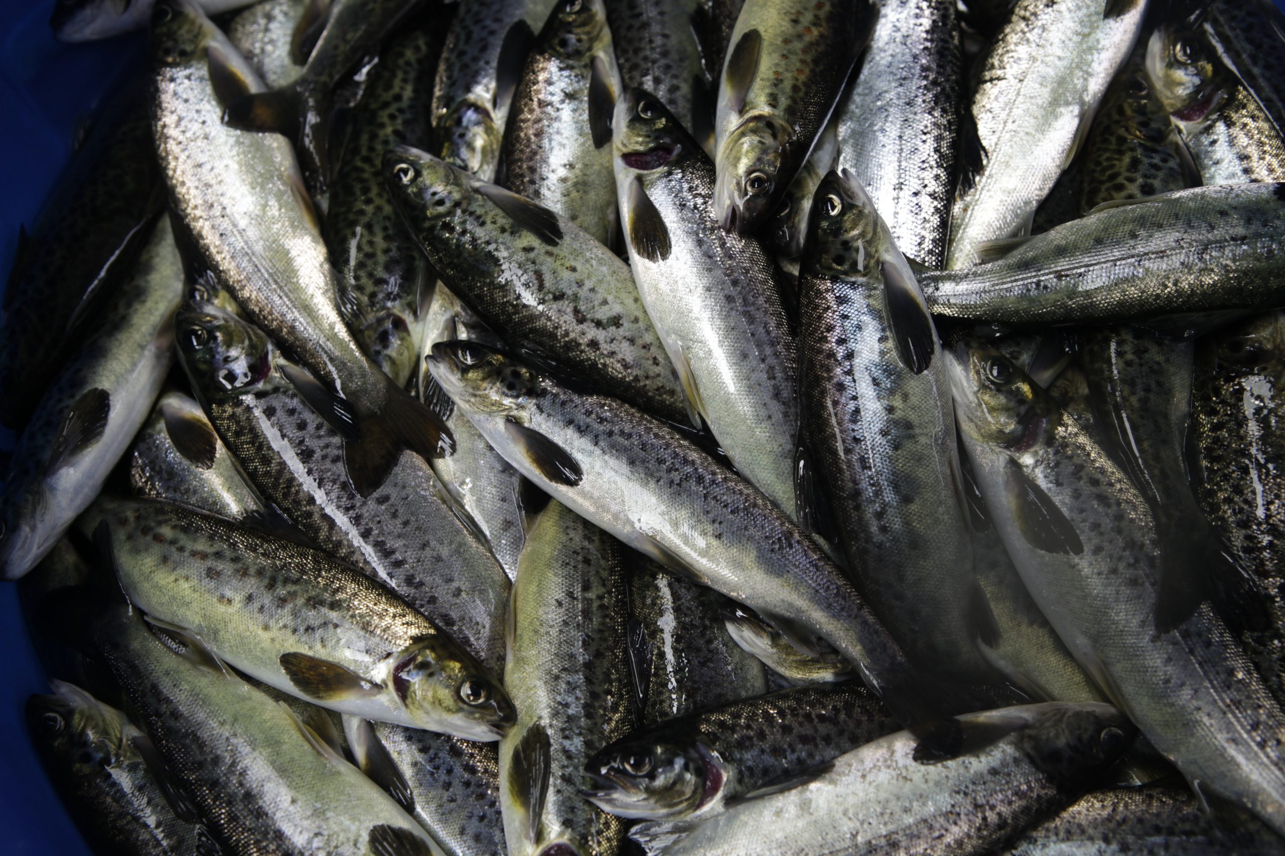 Chile: Estas son las cifras de cosechas de salmónidos del primer semestre