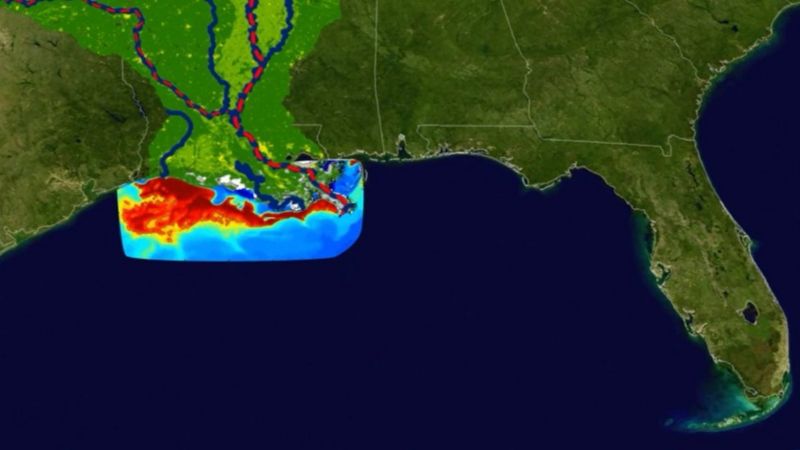 «Zona muerta” en el Golfo de México: Sepa porqué la vida marina en esta área es imposible