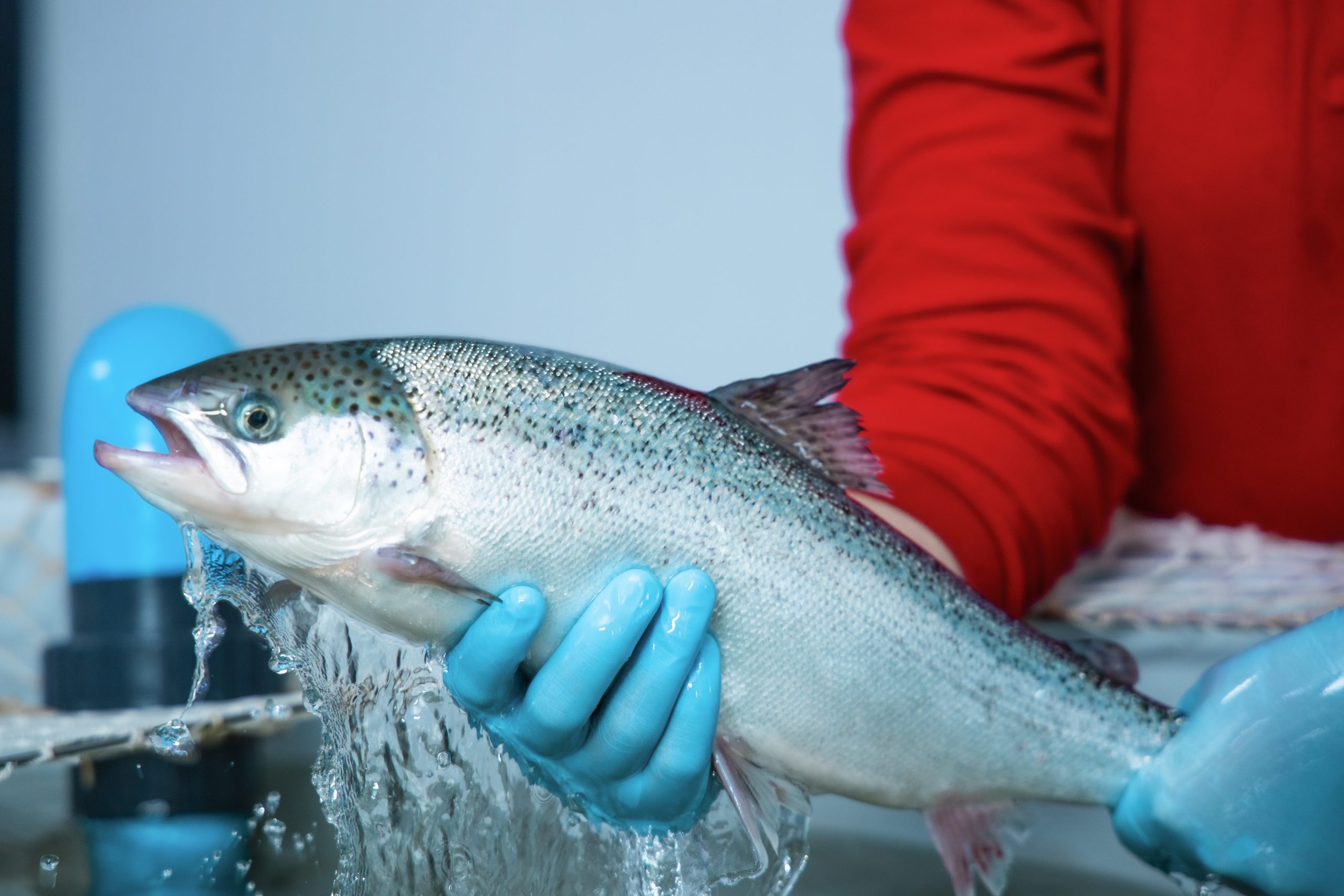 Salmofood valida CareBlock para proteger las branquias del salmón