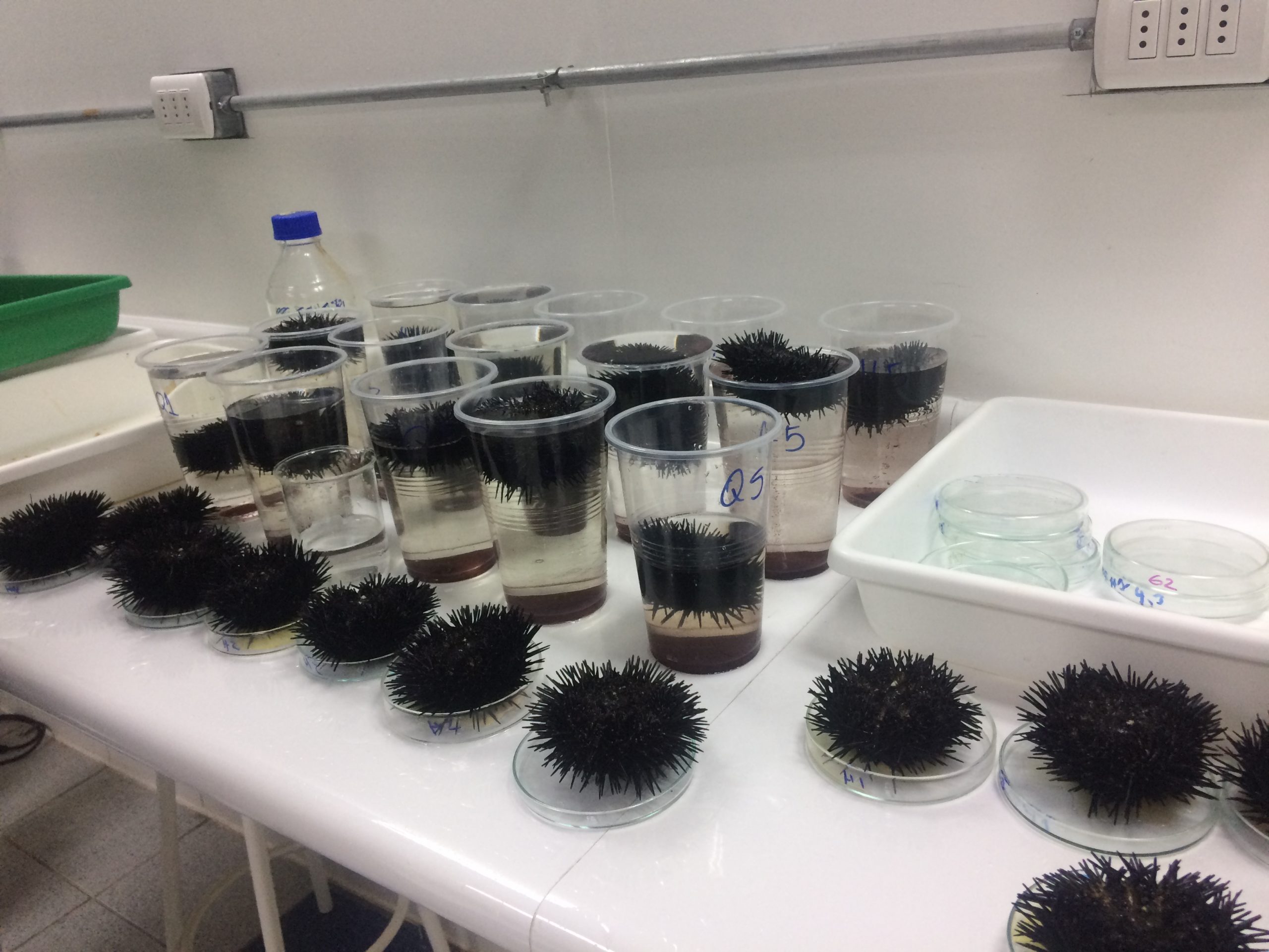 Estudio demuestra efectos negativos de consumo de algas contaminadas en erizos negros