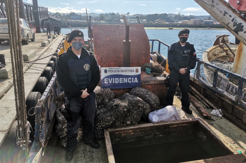 Quellón: Policía Marítima efectuó incautación de 3.000 kg de almeja