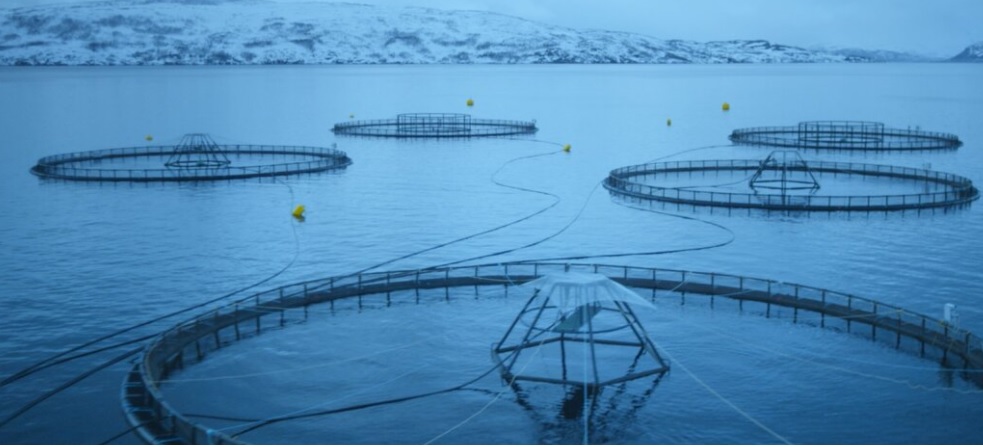 Noruega: Envíos de salmón continúan trayectoria de fuerte crecimiento