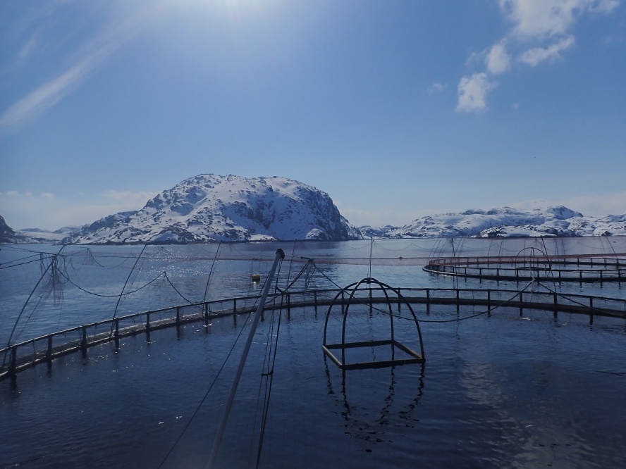 Russian Aquaculture regenera la población de salmón en la cuenca del Mar Blanco