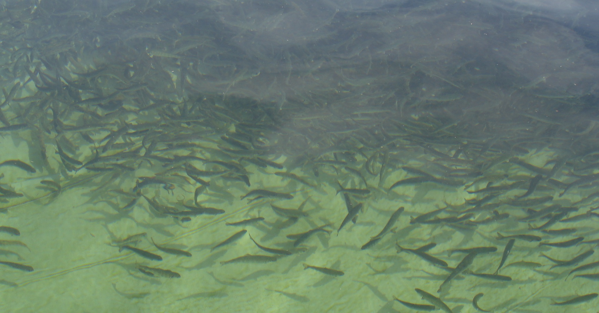 Subpesca informó modificación de exigencias en reglamento sanitario de la acuicultura
