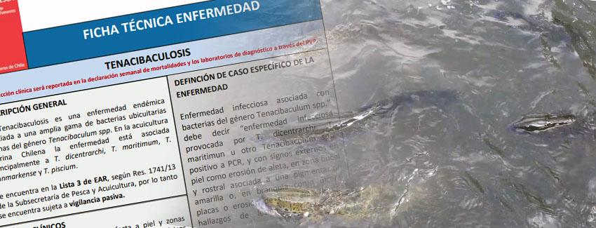 Salud de peces: Sernapesca explica los cambios en torno a la definición de Tenacibaculosis