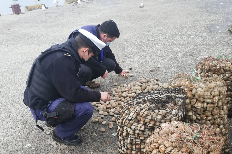 Quellón: Armada incauta 920 kg de almeja bajo talla mínima