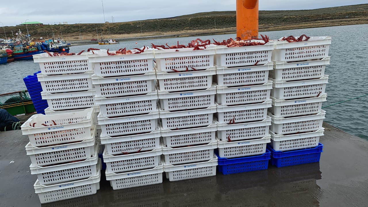 Magallanes: Sernapesca devuelve 490 kg de centolla viva al mar