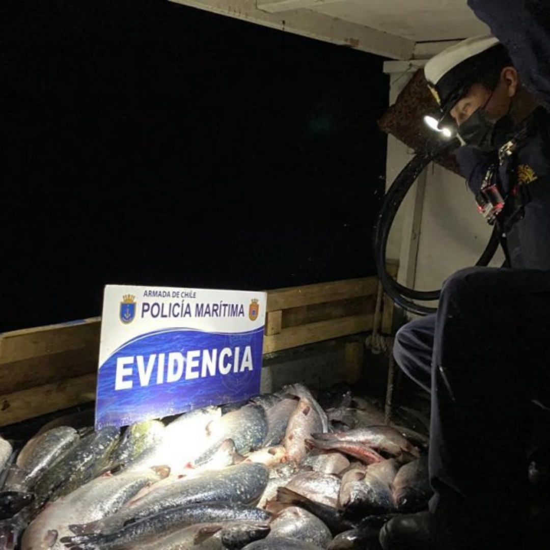[+FOTOS] Quellón: Se efectuó procedimiento por más de nueve toneladas de salmón robado
