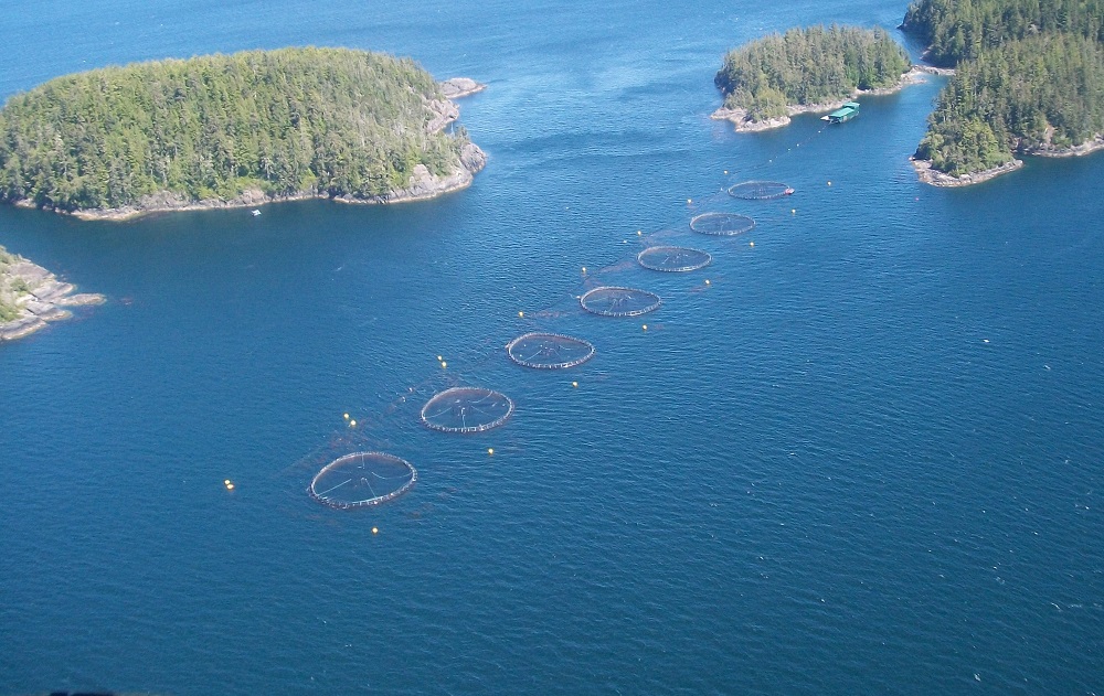 Canadá: Lanzan código de buenas prácticas para el manejo del salmón de cultivo
