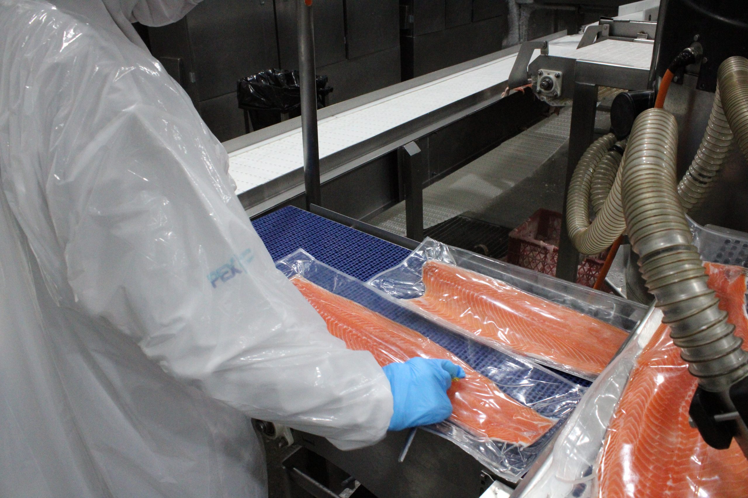 Marzo 2023: Sepa en cuánto aumentó la exportación de salmón en la región Los Lagos