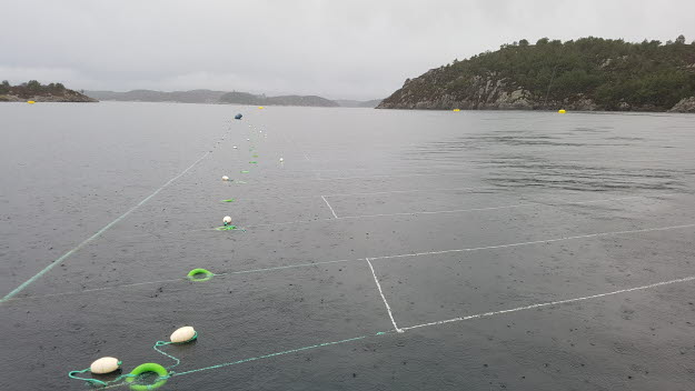 Noruega: Leroy avanza en la producción de algas kelp