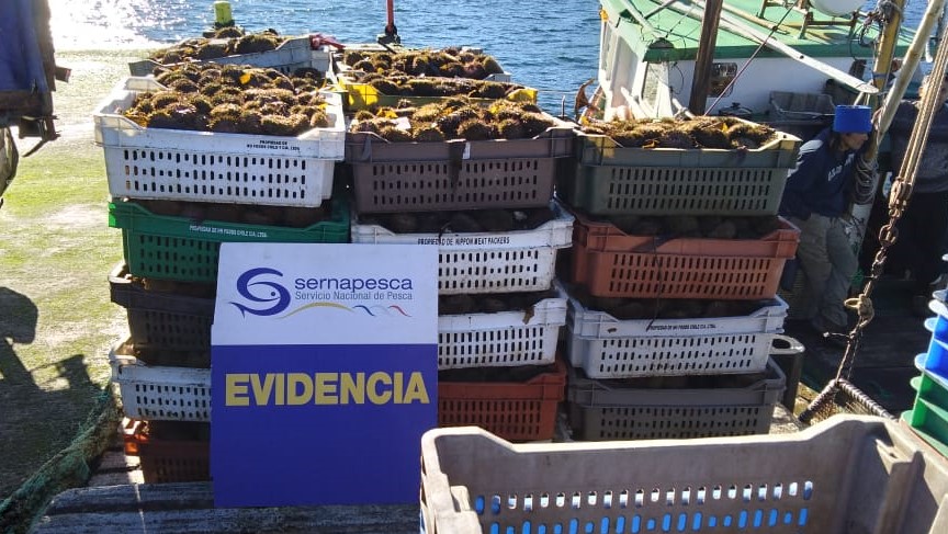 Sorprenden desembarque ilegal de 1.167 kg de erizos