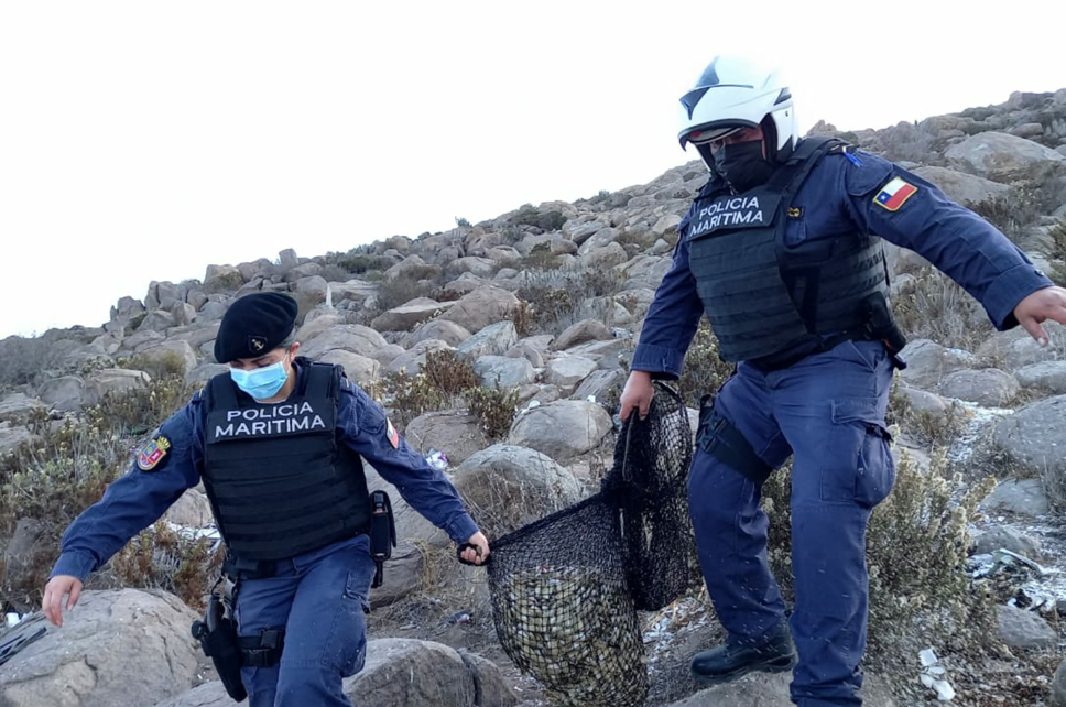 Región de Coquimbo: Más de media tonelada de machas fueron incautadas