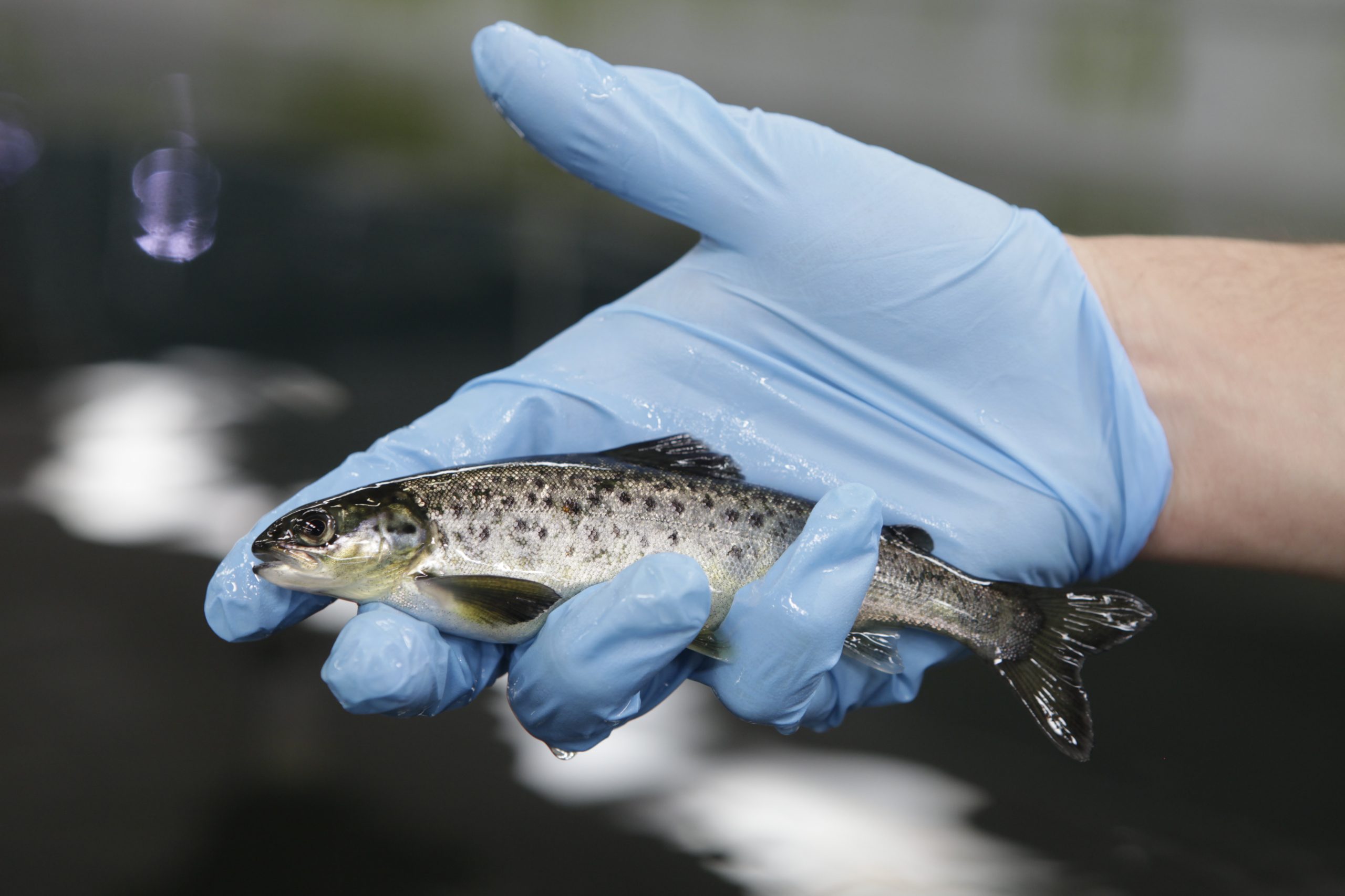 Primer semestre 2021: Sernapesca publica nuevo Informe Sanitario de la Salmonicultura
