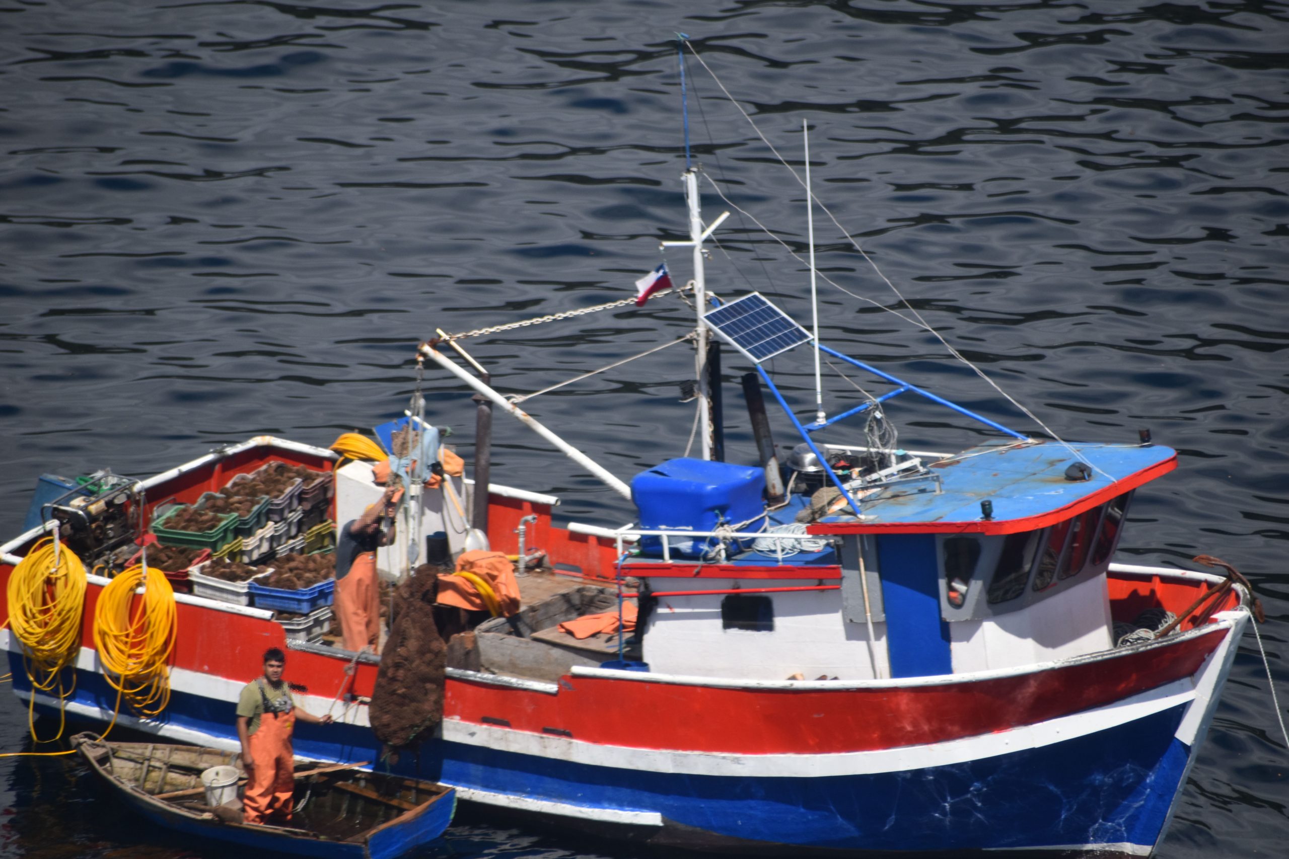 Aysén: Sernapesca sorprendió embarcaciones extrayendo erizo en veda