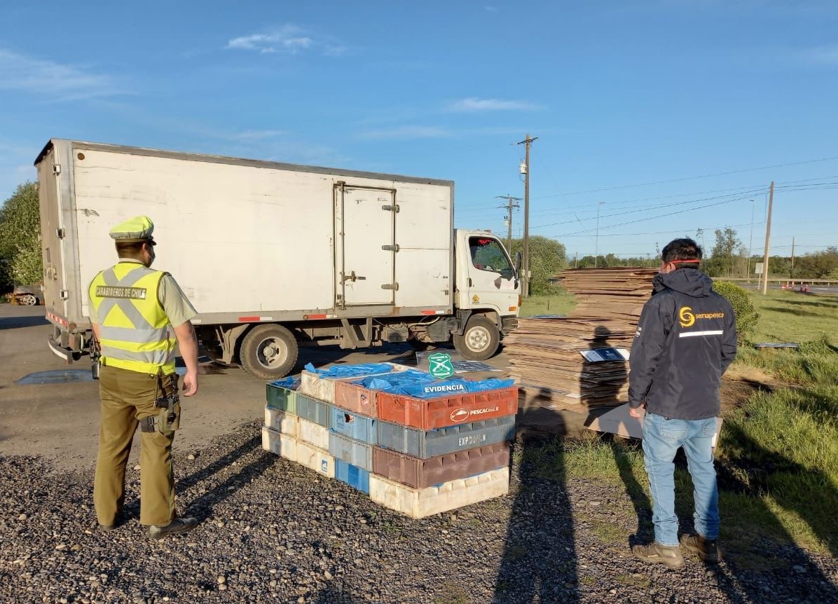 Donan 785 kilos de congrio dorado tras decomiso en control carretero