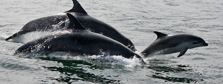 Conozca el nuevo protocolo de Subpesca para reducir captura incidental de delfines y mamíferos marinos