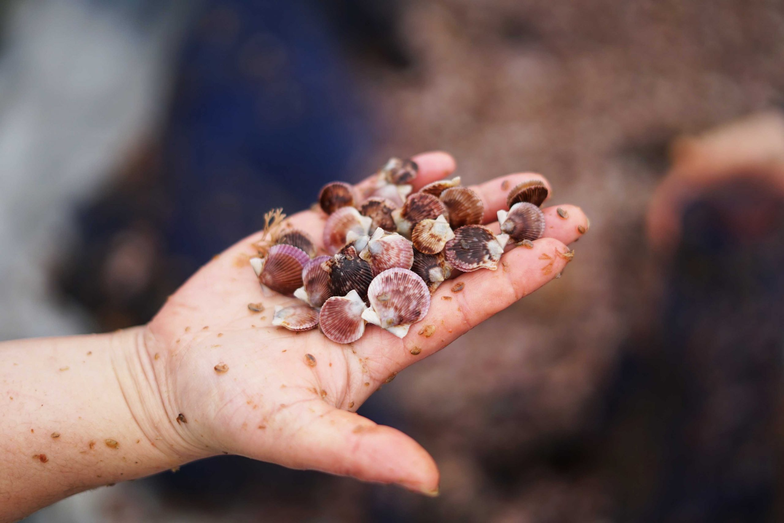 Fundación Chinquihue provee semillas a acuicultores de la región de Los Lagos